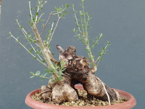 Bonsaï olivastro 22 cm - bonsaï, 25