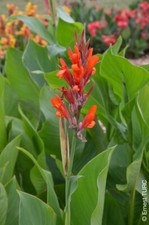 Canna 'Marabout' / Canna Géant Marabout / Balisier d'Inde / Conteneur de 2 à ...