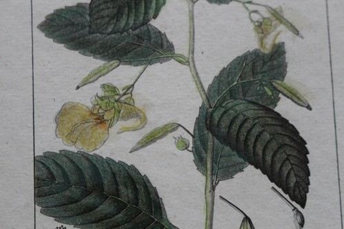 Gravure turpin 1820 1830 - turpin,