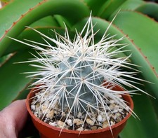 TEPHROCACTUS ALEXANDERI WHITE