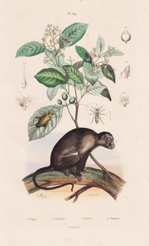 Capucins singes primates - capucins,