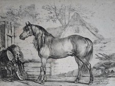 CHEVAL LIMONIER Animalia