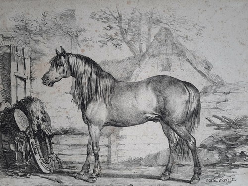 Cheval limonier animalia - cheval,