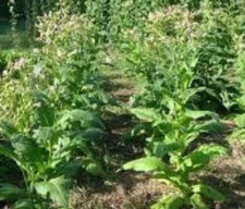 Graines de tabac blond de Virginie,graines biologique tabac blond,de mon jardin