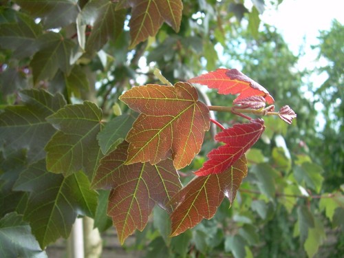 Graines acer rubrum - graines,