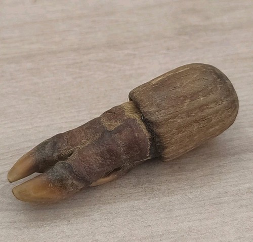 Patte chevreuil taxidermie - patte, de