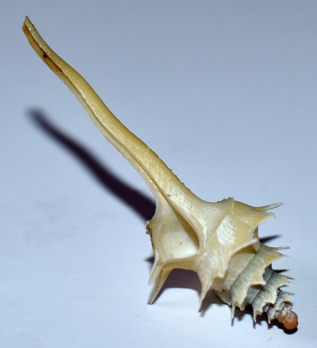 Coquillage columbariidae - -,