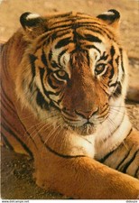 Animaux - Fauves - Tigre -