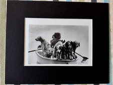 Sublime illustration Brigitte Bardot avec ses Setters passe-partout cartonné