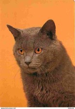 Animaux - Chats - British shorthair - CPM - Voir Scans Recto-Verso