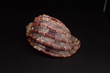 31 - Sea shells - Harpa cabriti - Madagascar - 82.3 mm