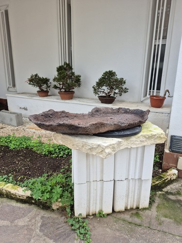 Plat pour forêt bonsaïs - plat,