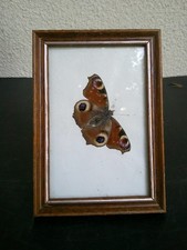 PAPILLON ENCADRE ESPECE A IDENTIFIER