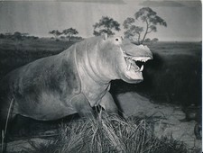 Taxidermie c. 1950 - Photo