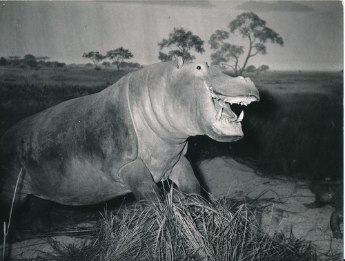 Taxidermie 1950 photo - c.,