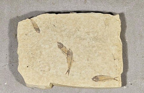 Poissons fossiles