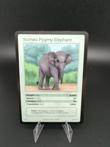 Borneo pygmy elephant life - pygmy,