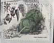 1990. Afrique du Sud. Plantes