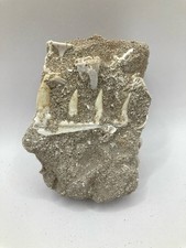 Fossile de mâchoire Enchodus