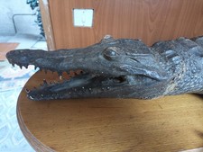 Crocodile Empaillé