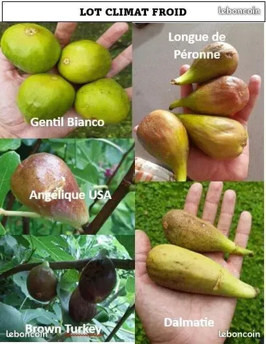 Lot variétés figuier - variétés, de
