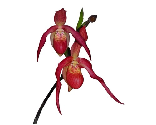 Phragmipedium ingrid suarez - ingrid,