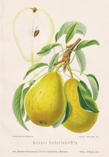 Kolomas Automne Beurre Poire