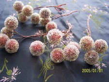 Ancien bouquet de boules rouges givrées pour création chapeaux, broches... N°469