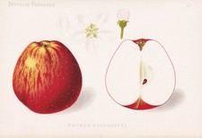 Pomme Eiserapfel Rouge