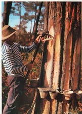 *2728 cpm Paysage des Landes - Gemmeur faisant l'entaille