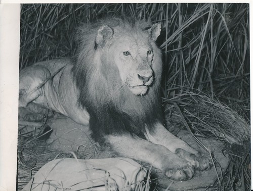 Taxidermie 1950 photo - c.,