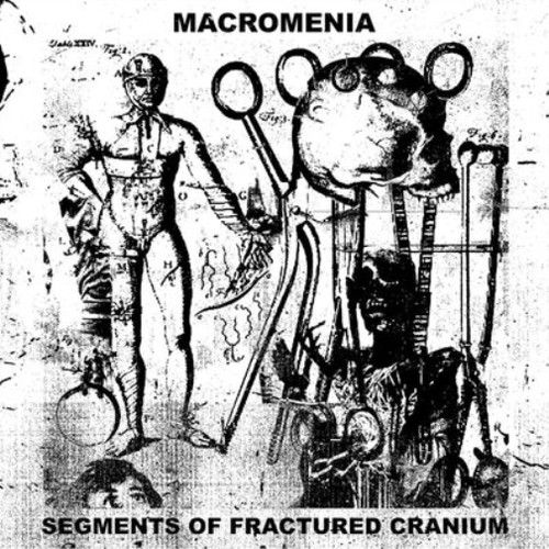 Macromenia segments - macromenia, of