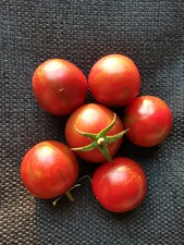 10 graines de tomates Tiger