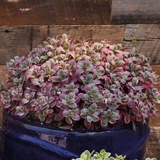 Sedum sunsparkler dream - sedum, 'dream