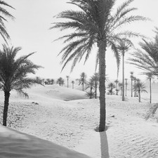 Tirage photo sur papier  argentique PALMERAIE PAYSAGE  ALGERIE 1950 40x40cm