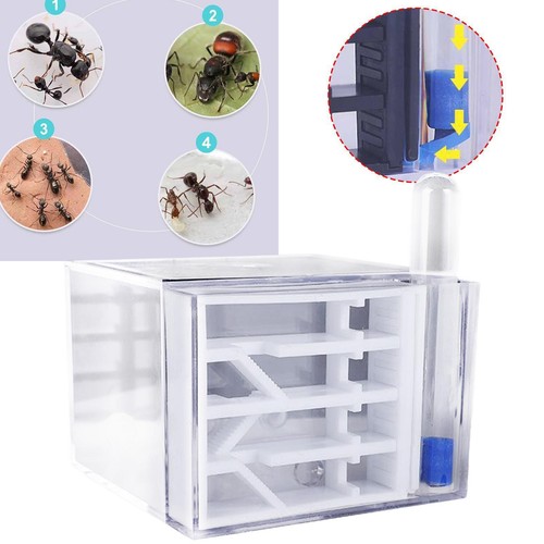 Atelier ferme fourmis - atelier,
