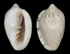 Coquillage de collection : Marginella limbata Rare (17 mm - Gem)