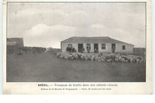 BRESIL - Troupeau de brebis