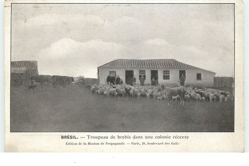 Bresil troupeau de brebis - -,