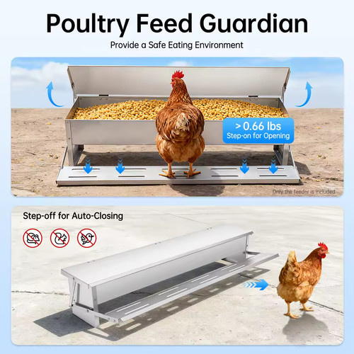 Automatic chicken feeder - chicken,