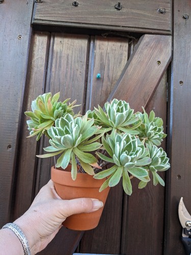 Aeonium ballerina 1 - 🏜,
