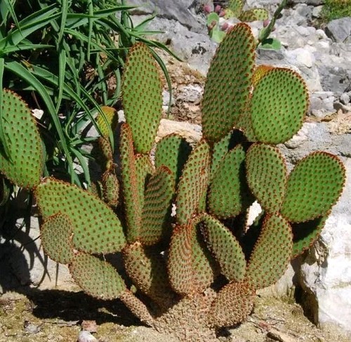Bouture raquette cactus - 1,