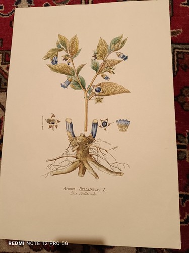 Aquarelle atropa belladonna - aquarelle,
