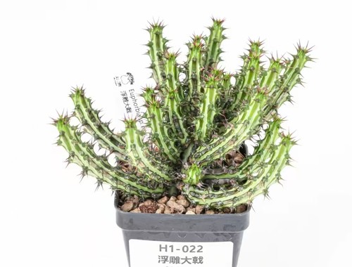 Sale rare cacti - cacti, plant