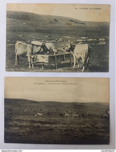 Aubrac pâturage et - -,