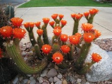20 Graines de Echinopsis