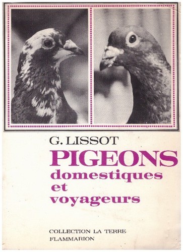 Lissot pigeons - -,