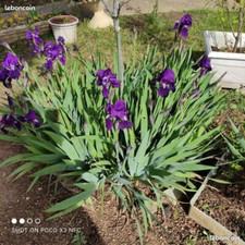 Lot De 20 Rhizomes ( Bulbe ) Iris Mauve Claire Violet Plant d'Iris des Jardins 