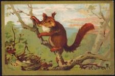 Chromo-Chicorée arlatte(cambrai)Ecureuil(sciurides)-Db.34