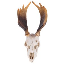  Décor De Reptile Accessoires